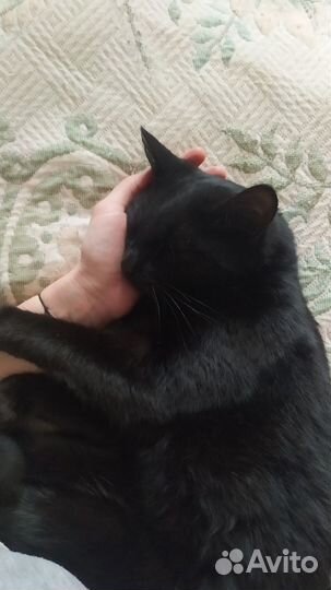 Отдам даром кота