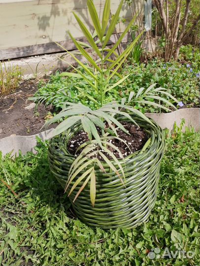 Кашпо из ротанга