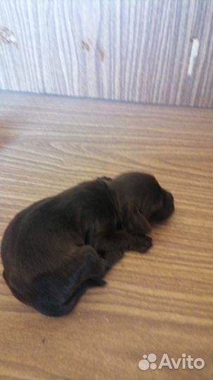 Английский кокер спаниель