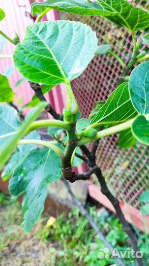 Саженцы инжира