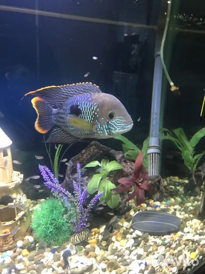 Акара бирюзовая