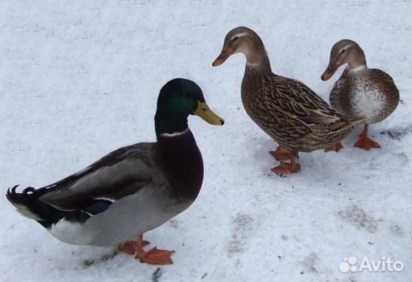 Дикие утки, подсадные, селезень