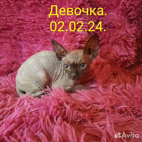 Канадский сфинкс котенок