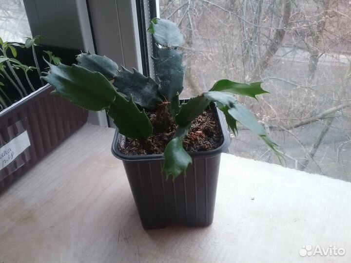 Шлюмбергера (Декабрист)