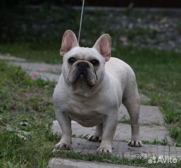 Еврик - кобель для вязки)