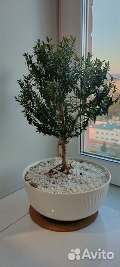 Мирт укорененные черенки