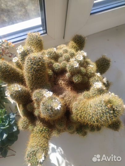 Кактус Маммилярия