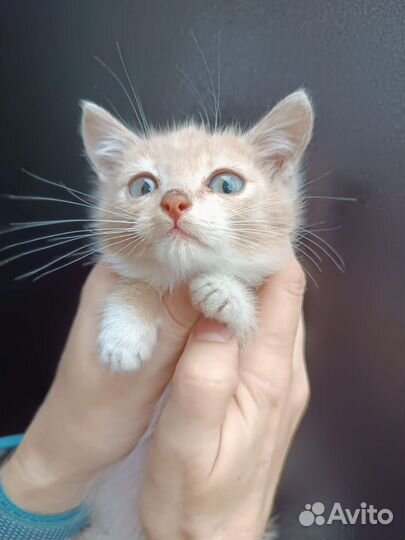 Котёнок-мальчик в добрые руки