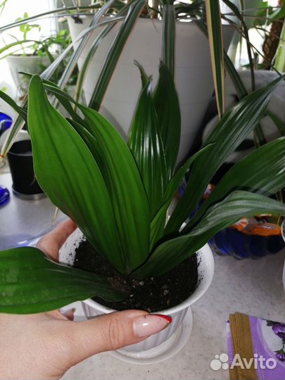 Комнатные растения цветы большие