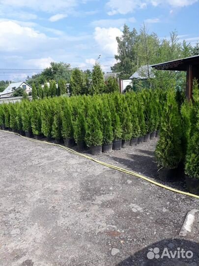 Туя смарагд