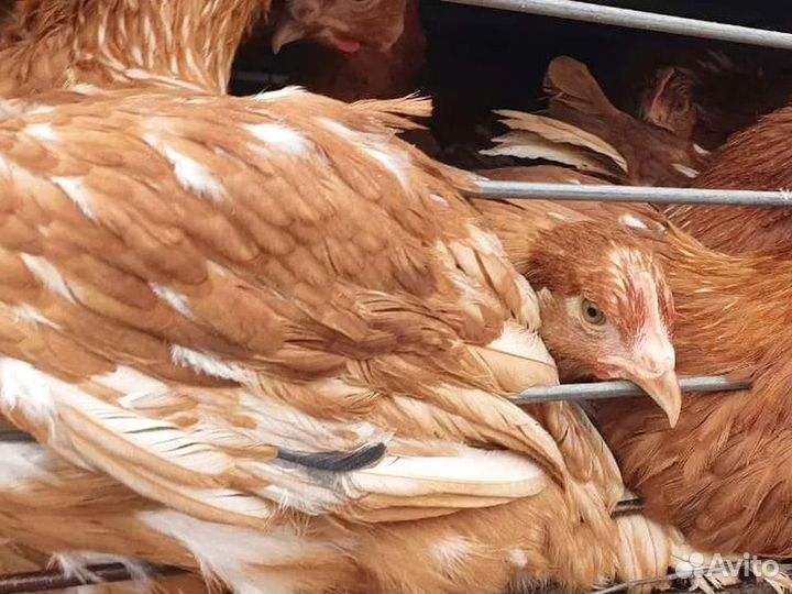 Куры несушки