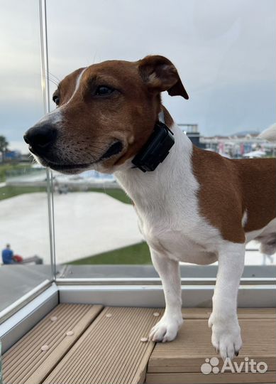 Вязка Джек Рассел терьер