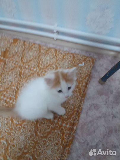 Котята в добрые руки,бронируйте