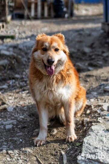 Собака в добрые руки