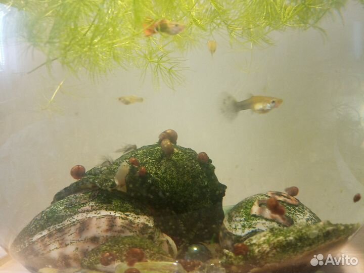 Продам аквариумных рыбок