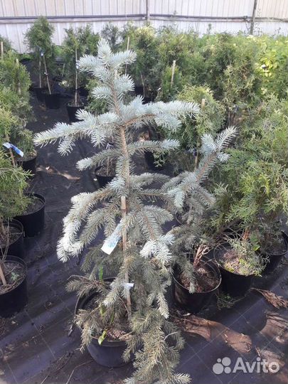 Ель голубая