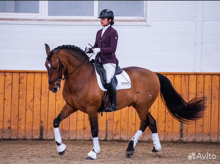Андалузская лошадь на продажу