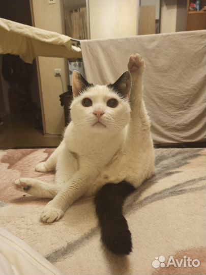 Передержка кошек в домашних условиях