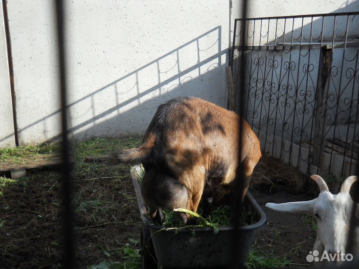 Козы дойные, козлы, козлики, козлята