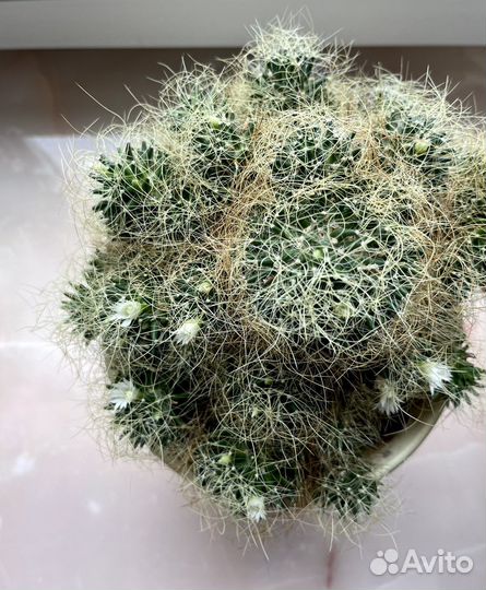 Кактус маммилярия