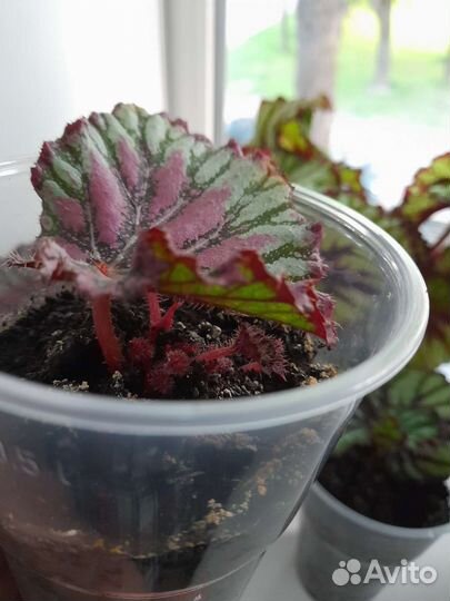 Комнатные цветы