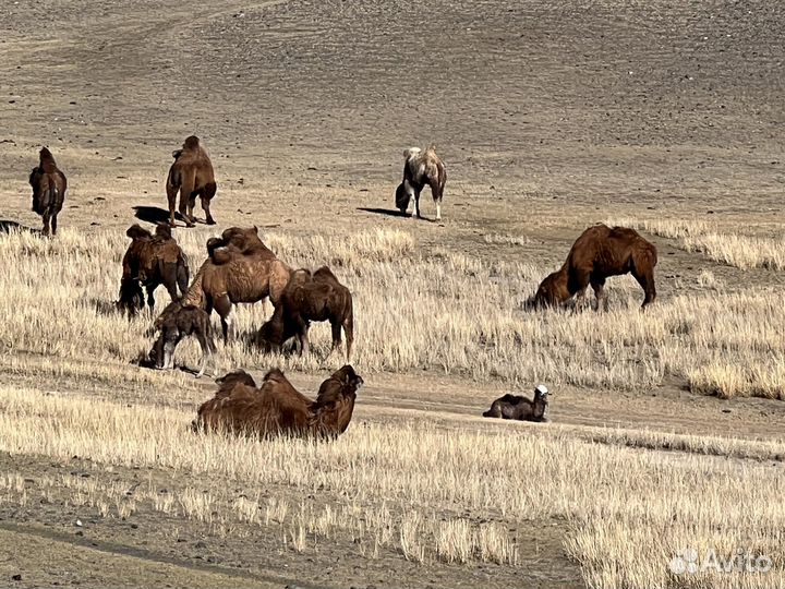 Авто экскурсии и организации джип туров
