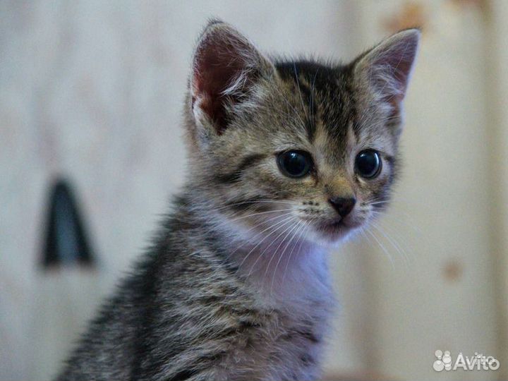 Милашка - в самую добрую семью