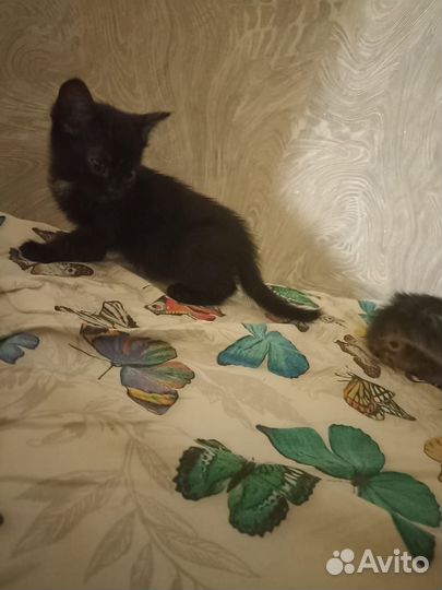 Кошка в дар