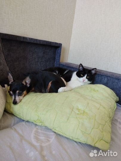 Передержку животных