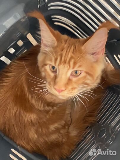 Мейн кун мальчик