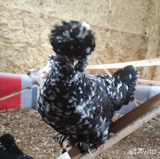 Алтайская Бентамка, чистая линия