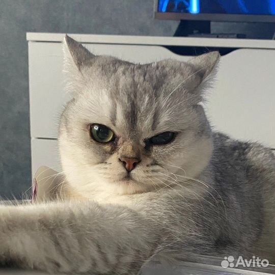 Британская серебристая шиншилла вязка