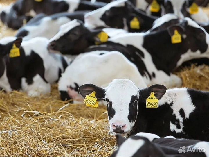 Бычки и телята на откорм, мясные