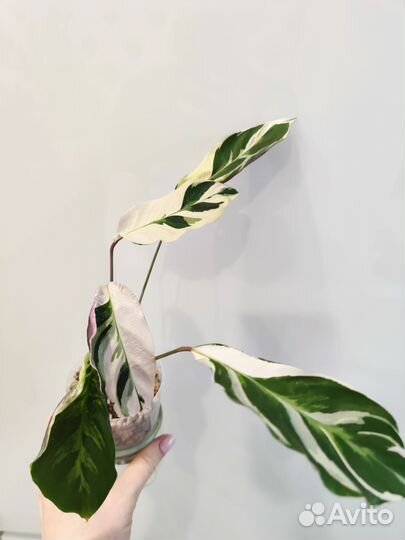 Калатея white fusion