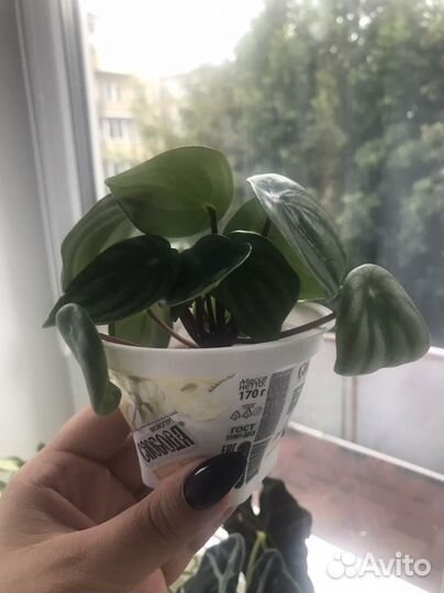 Пеперомия арбузная