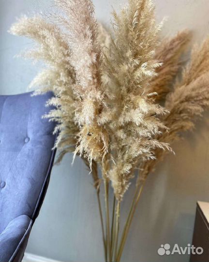 Пампас 2023. Сухоцветы