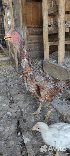 Бойцовая курица