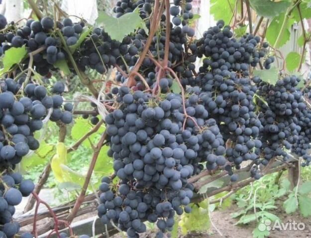 Саженцы винограда, Виноград Загадка Шарова купить в Перми | Товары для ...
