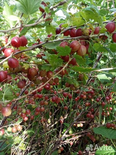 Саженцы лимонник, слива, малина, крыжовник