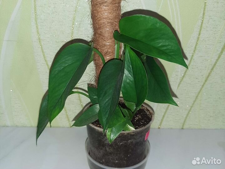 Эпипремнумы