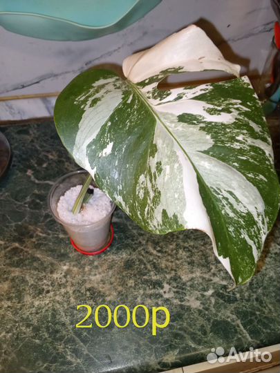 Монстера вариегатная альба