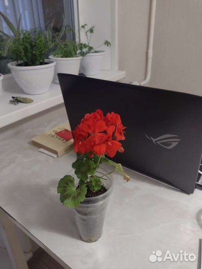 Герань пеларгония