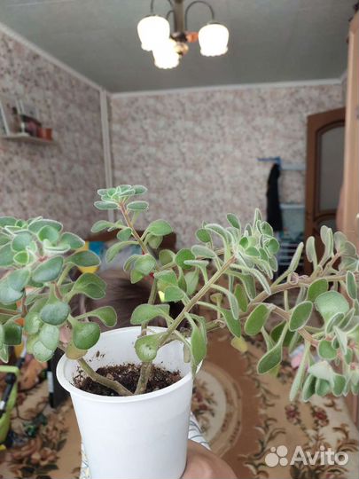 Цветок Дерево любви