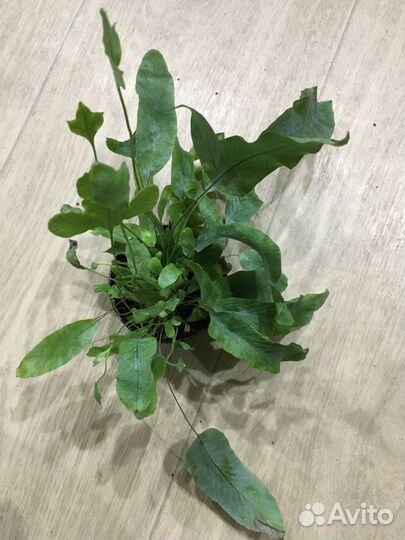 Папоротники, Туи