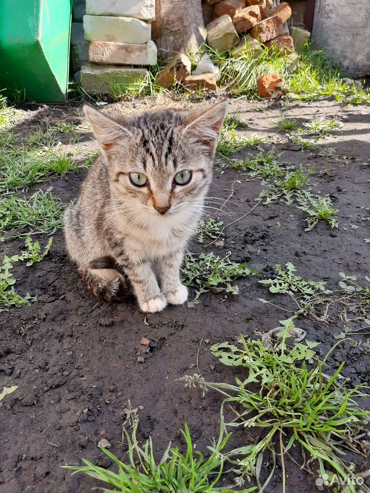 Котёнок в добрые руки, Липецк