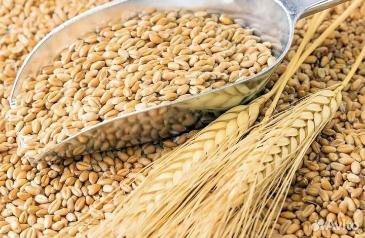 Зерно ячменя