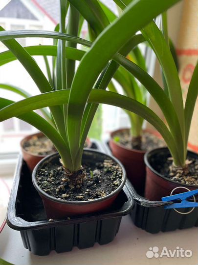 Гиппиаструм