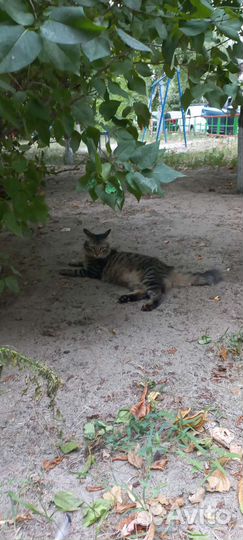 Котики бесплатно