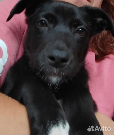 Щенок 1,5месяца девочка