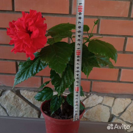 Китайская роза